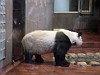 上野動物園:パンダ