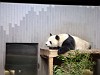 上野動物園:パンダ