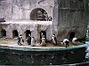 上野動物園:ペンギン