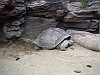 上野動物園:カメ
