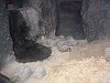 上野動物園:小さいカメ