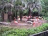上野動物園:フラミンゴ