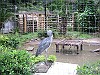 上野動物園:ハシビロコウ