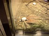 上野動物園:パンダマウス